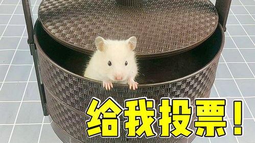 新赛季爆料小仓鼠视频大全